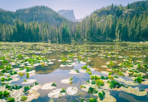 Nymph Lake at Rocky Mountain National Park with water lilies on a sunny day