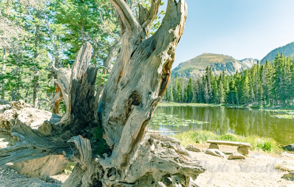 An old tree and bench in front of Nymph Lake at Rocky Mountain National Park on a sunny day