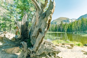 An old tree and bench in front of Nymph Lake at Rocky Mountain National Park on a sunny day