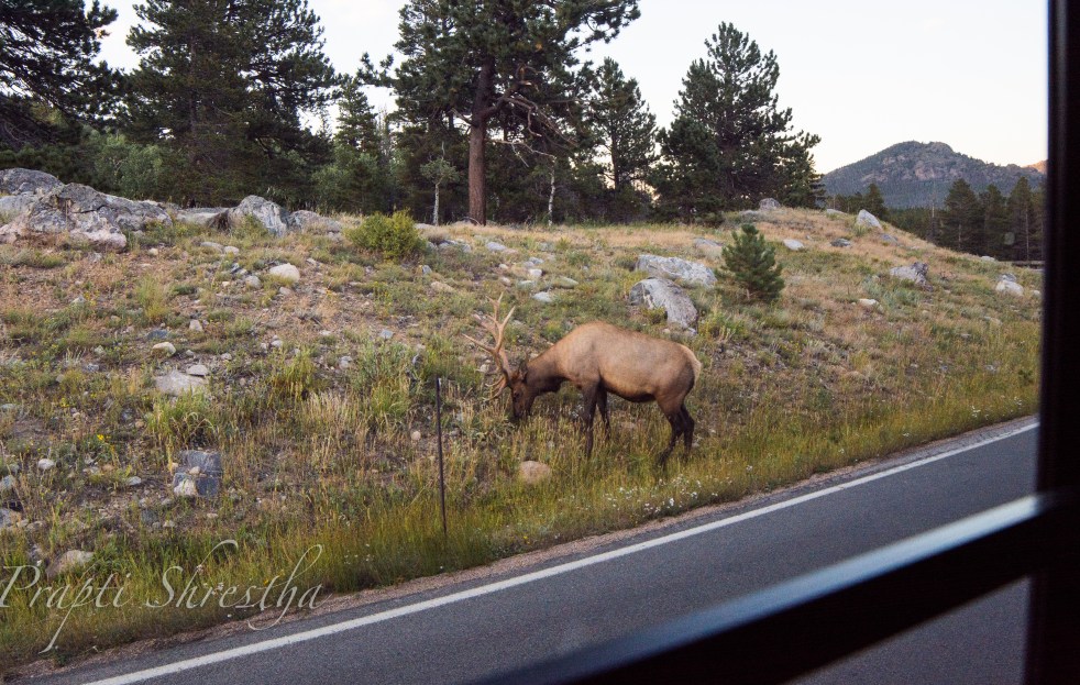 Elk grazing by the roadside on Bear Lake Rd in Rocky Mountain National Park, Colorado