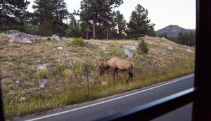 Elk grazing by the roadside on Bear Lake Rd in Rocky Mountain National Park, Colorado